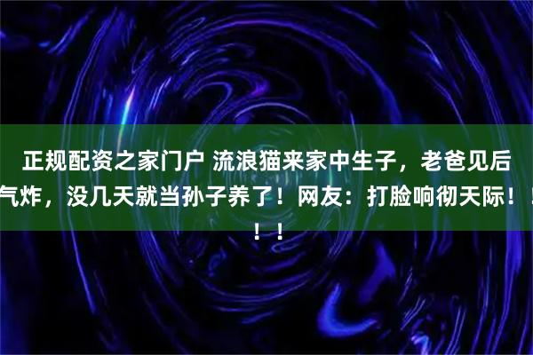 正规配资之家门户 流浪猫来家中生子，老爸见后气炸，没几天就当孙子养了！网友：打脸响彻天际！！